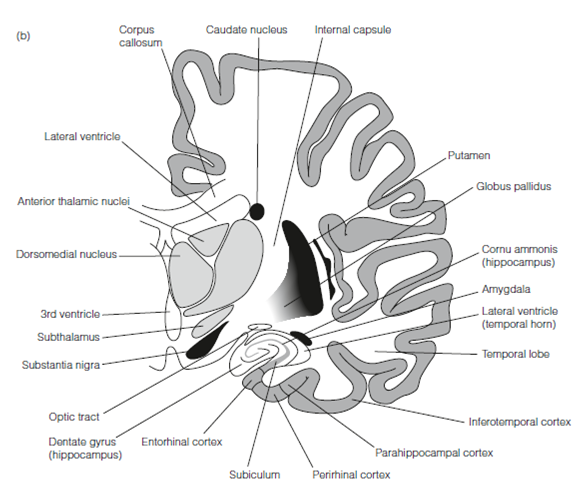 336_Anatomy of learning 1.png